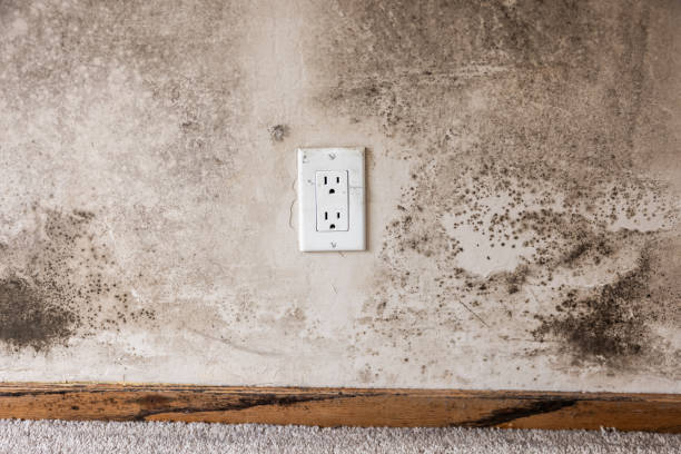 Albuquerque, NM Mold Removal Company