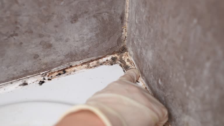 Best Basement Mold Removal  in Albuquerque, NM